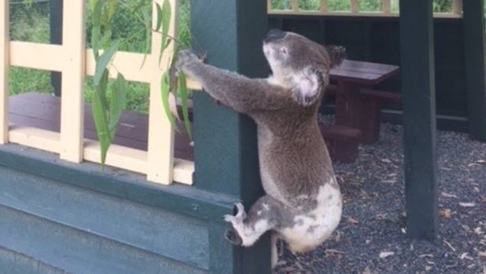 Nechutné zverstvo v Austrálii. Koalu priklincovali k drevenému stĺpu