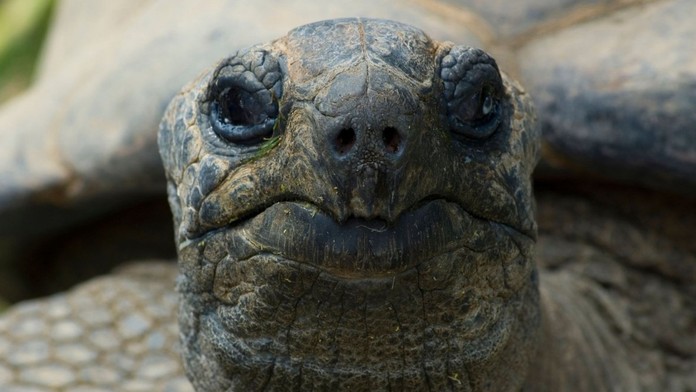 Korytnačka (ilustračná snímka)