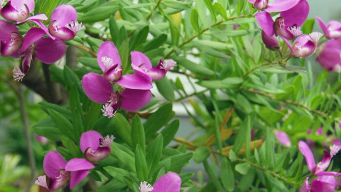 Nebezpečná rastlina Polygala je už aj na Slovensku