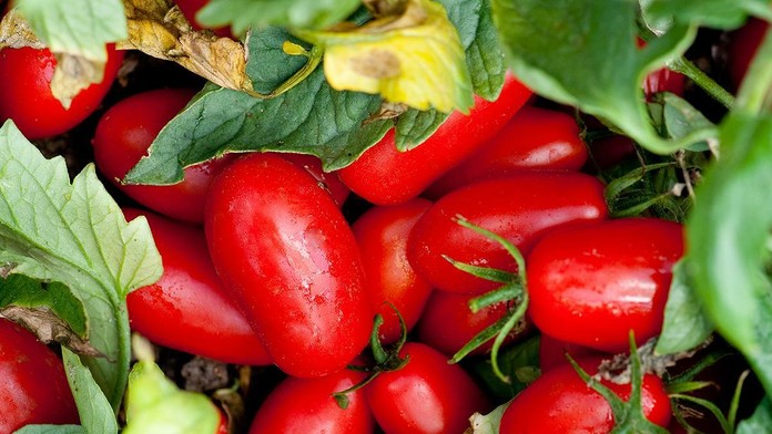 Paradajky - ilustračná snímka