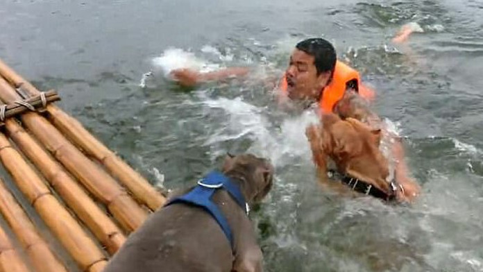 Psy zachránili muža pred utopením. Ten incident iba predstieral