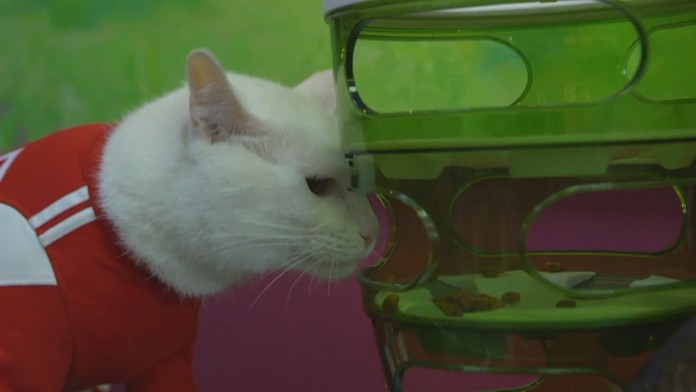 Kocúr Achilles bude tipovať MS 2018 vo futbale.