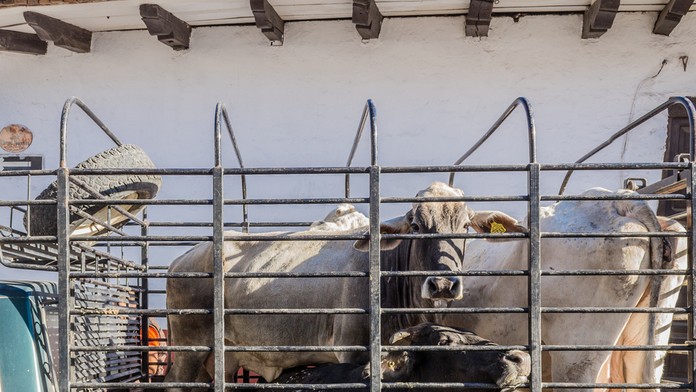 Pre zvieratá prišli zamestnanci mestskej správy a z bytu ich odviedli.