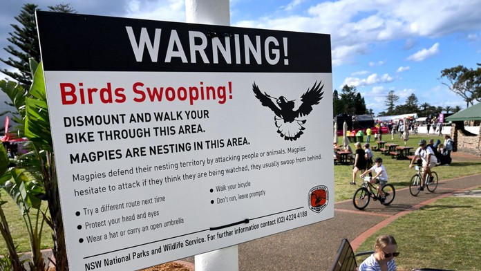 Nečakaný problém na majstrovstvách sveta v Austrálii, agresívne vtáky útočia na súťažiacich