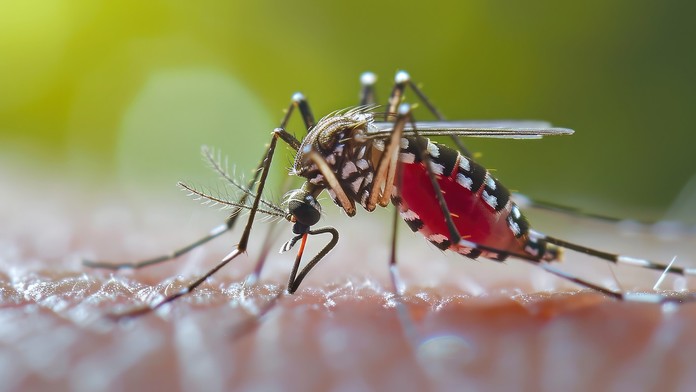 V Bratislave spozorovali nebezpečný druh exotického komára