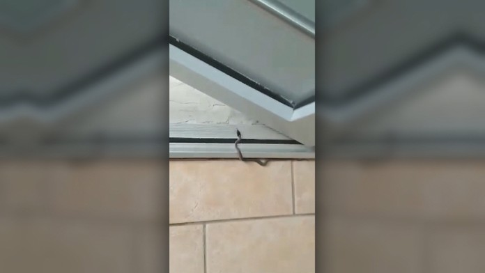 Hady v bytovke v Leviciach