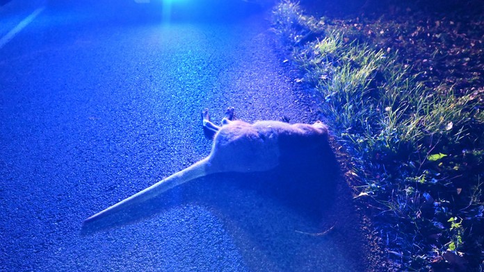 Prežila zimu aj nástrahy predátorov. Kengure z Liptova sa stala osudným zrážka s autom