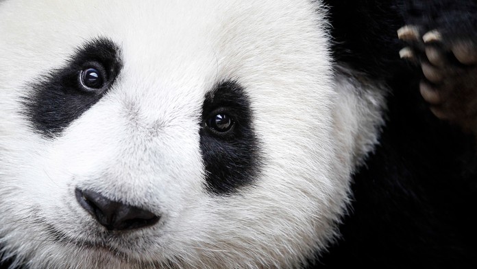 Panda veľká už nepatrí medzi ohrozené druhy.