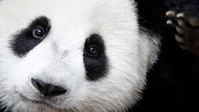 Panda veľká už nepatrí medzi ohrozené druhy.