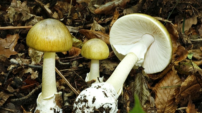 Lenka Janatová s deťmi.