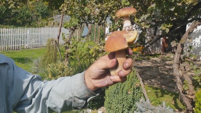 Aj takúto kuriozitu našiel tento rok hubár.