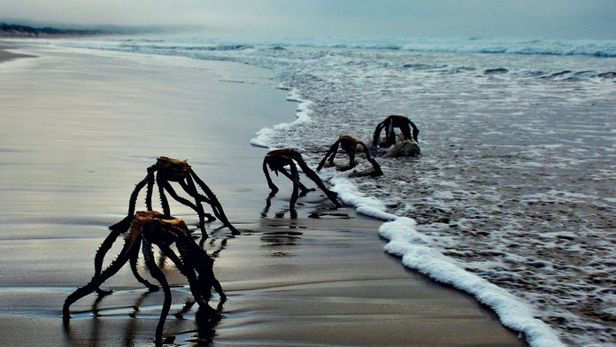 Je bezpečné ísť do vody? Fotografie „morských príšer“ z juhoafrickej pláže vyvolali paniku