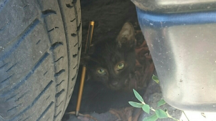 Mačka s ceruzkou v uchu