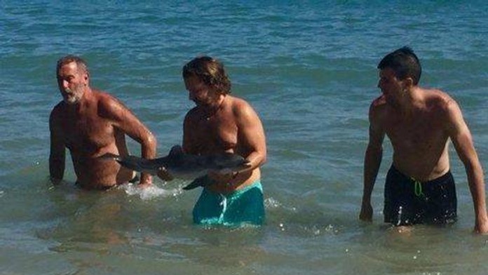 Delfín sa stal atrakciou. 