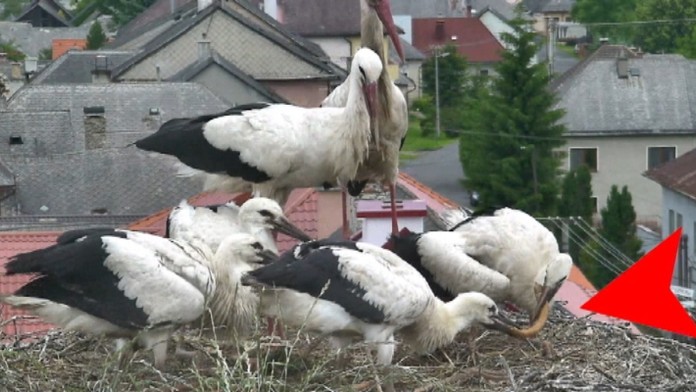 19 PP Bociania ferovka.transferweb_jpg_bez_watermarku_1.jpg