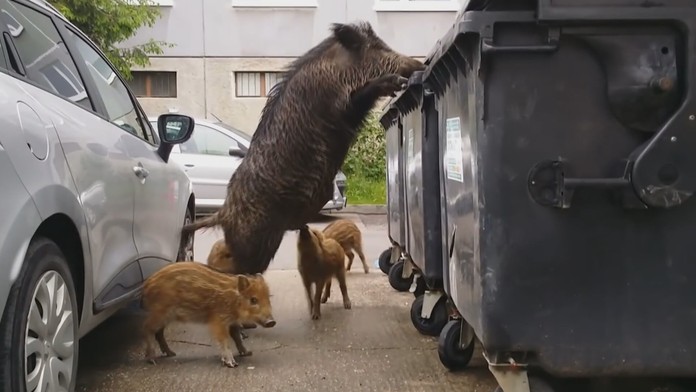 Diviaky, ktoré stratili plachosť v uliciach Bratislavy, budú vo veľkom loviť