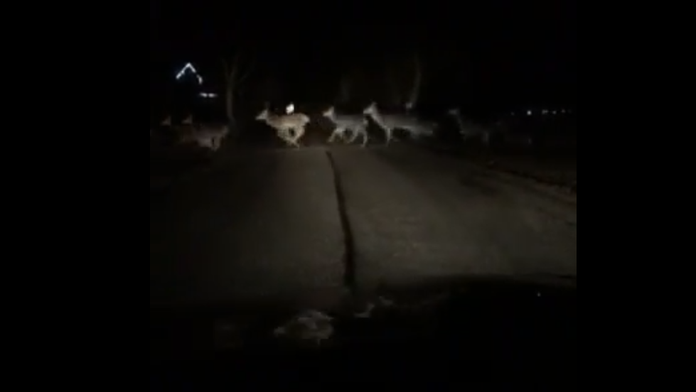 Srny a jelene na ceste.