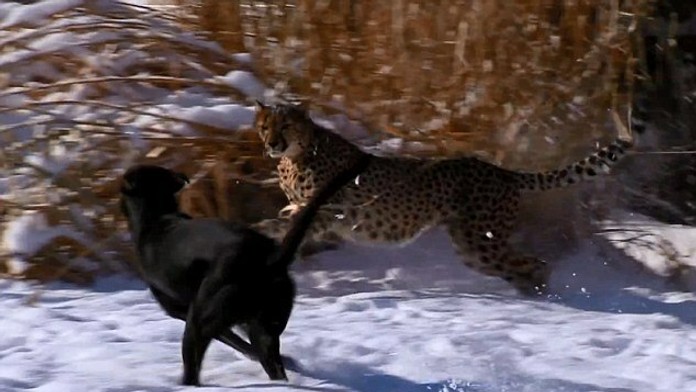 Labrador sa naháňa s gepardom.