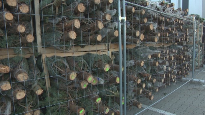 Vianočné stromčeky