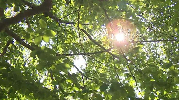 Na snímke slnko, ktoré presvitá cez stromy.