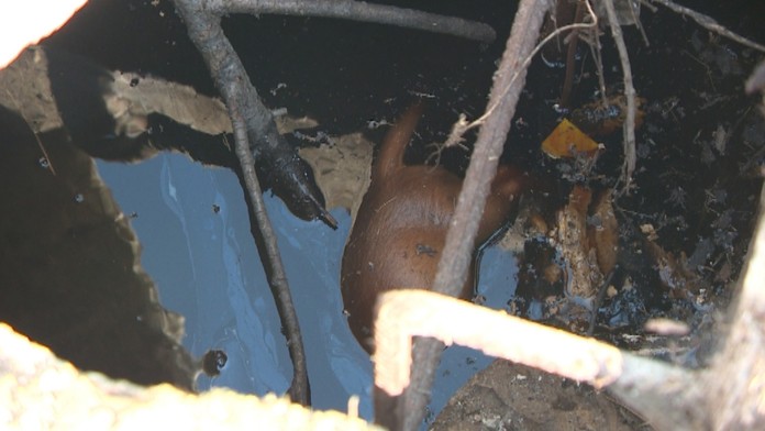 Jedno z mŕtvych šteniatok.