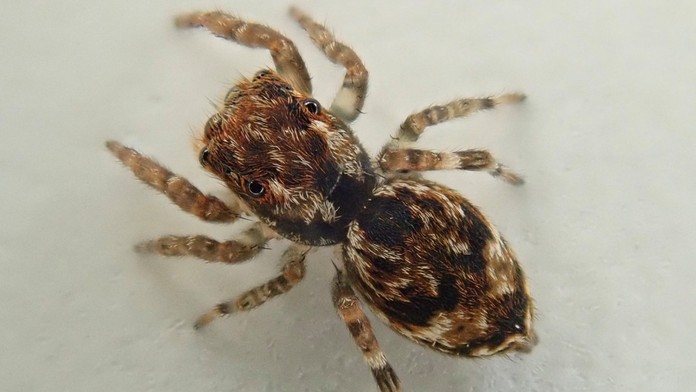 Európe hrozí invázia nových druhov pavúkov. Sú jedovatí a môžu prenášať ochorenia