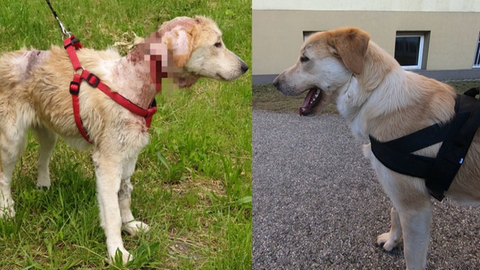 Psík Balu so zranením a po vyliečení.