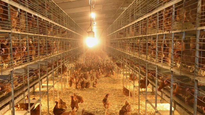 Vtáčia chrípka sa objavila už aj na Slovensku. Zisťovali sme, ako sa jej vyhnúť