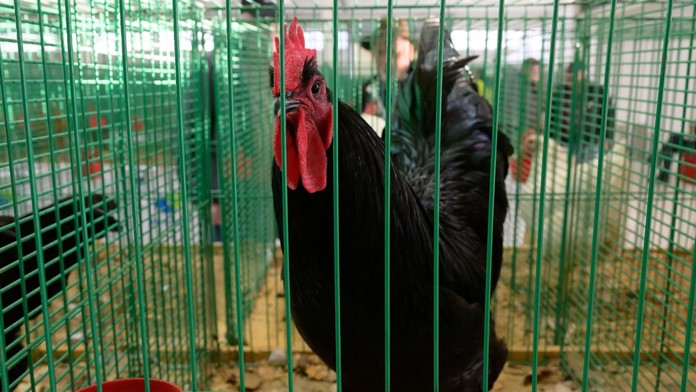 Muž dostal pokutu za hlučného kohúta (ilustračná snímka)