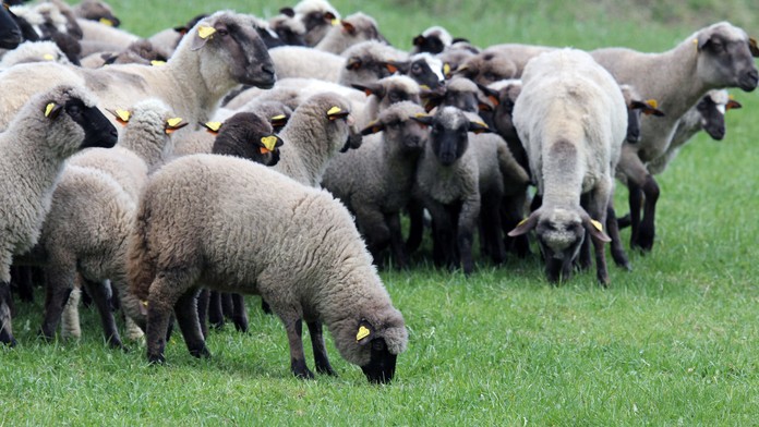 Ovce. Ilustračný obrázok.