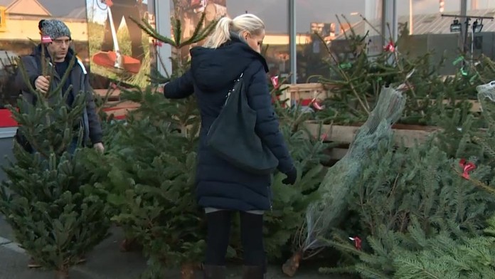Jedľa, smrek či borovica? Zisťovali sme, ktorý živý vianočný stromček je najlepší