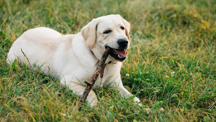 Pes. Ilustračná snímka. 