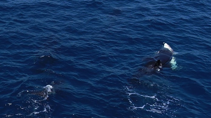 VIDEO: Najobávanejší tvor oceánov už nie je vrchole potravinového reťazca. Žralok modrý našiel svojho predátora