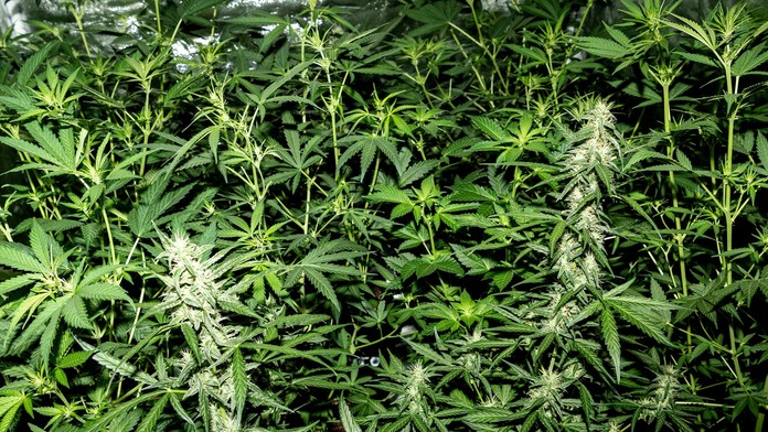 Daniel Lipšic v Na telo plus.