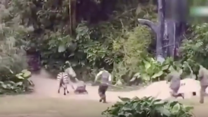 Zebra vlečie chovateľa preč.