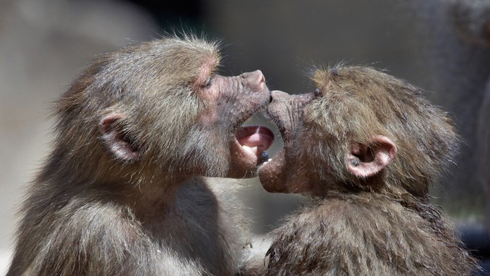 Opice, bozk (ilustračná snímka)