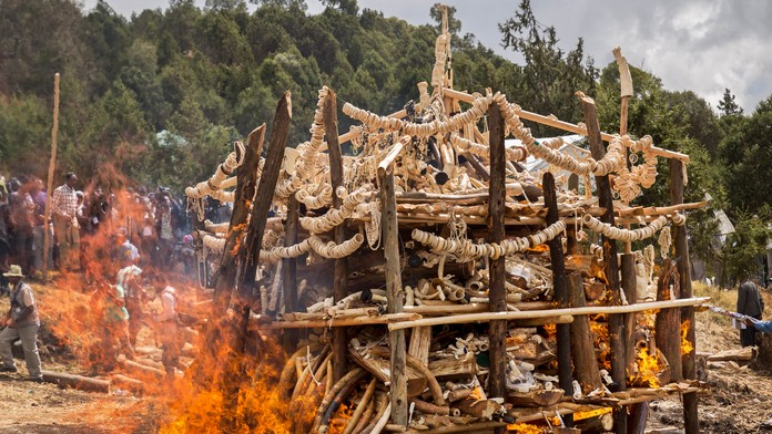 Úrady spálili šesť ton slonoviny pochádzajúcej z ilegálnej činnosti.