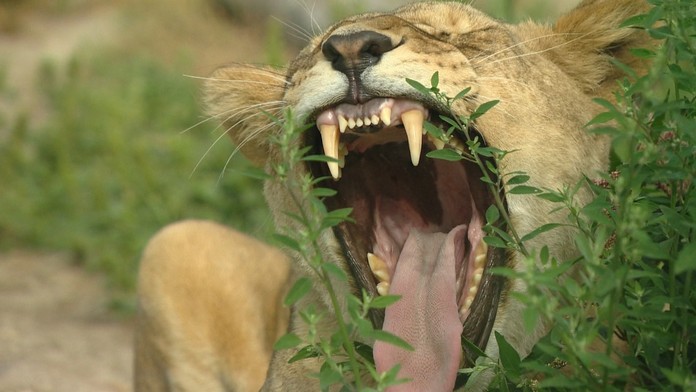 Ampulka prípravku Remdesivir.