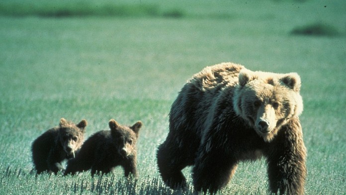 Pri obci Kľačno sa pohybuje medvedica s dvoma mladými