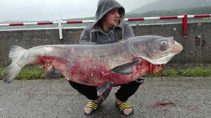 Tolstolobik z Bukovskej priehrady.