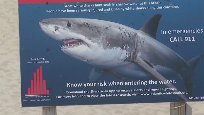 Žraloky modré kúsok od obľúbenej pláže