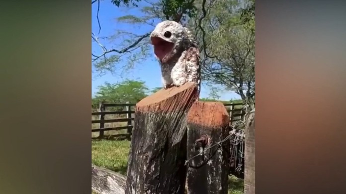 Ženu vydesil podivný operenec. Mal zvláštne oči a namiesto zobáka obrovské ústa