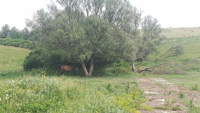 Jediný kôň, ktorého zlodeji neukradli z Červenice.