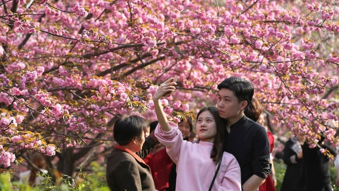 Hanami alebo japonský div sveta.