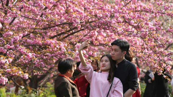 Hanami alebo japonský div sveta.