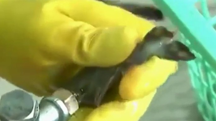 Do kreviet vstrekujú želé, aby boli väčšie a vyzerali čertsvo.