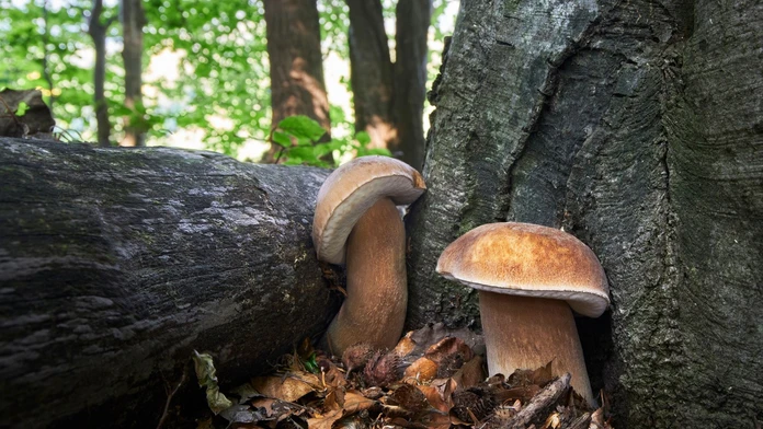 Začína sa sezóna hríbovitých húb. Poradíme vám, ako vytipovať najvhodnejšiu lokalitu