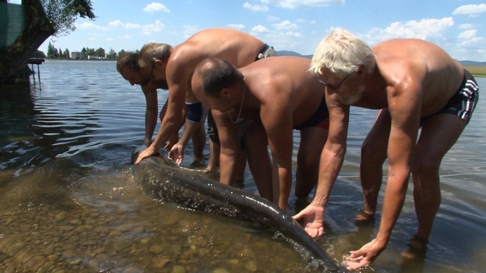 Alexander chytil gigantického sumca 