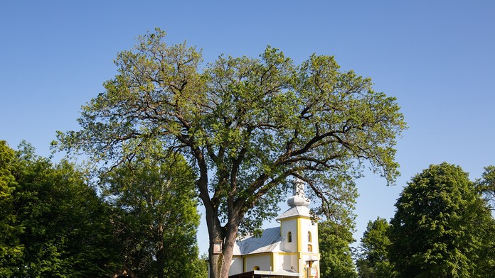 GALÉRIA: Jeden krajší ako druhý. O titul Strom roka 2023 zabojuje 12 finalistov, hlasovanie je spustené