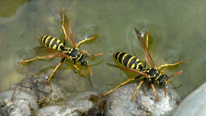 Exfarmárka v spoločnosti neznámeho muža